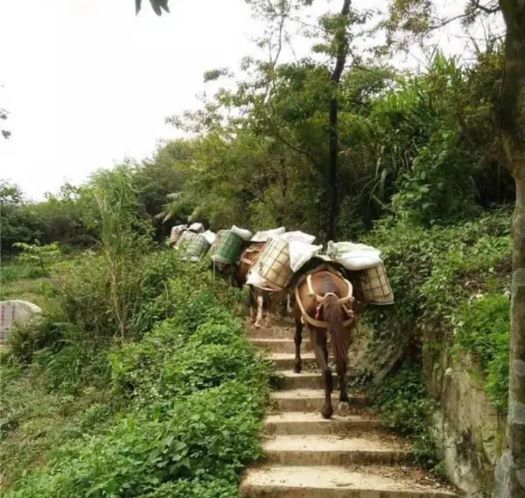 肇庆山区马帮运输