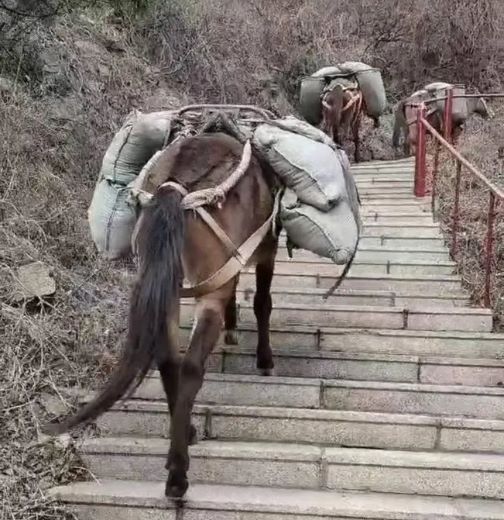 肇庆骡马运输