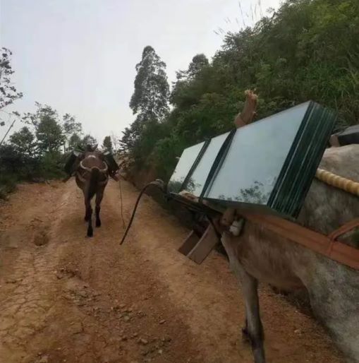 肇庆骡子运输