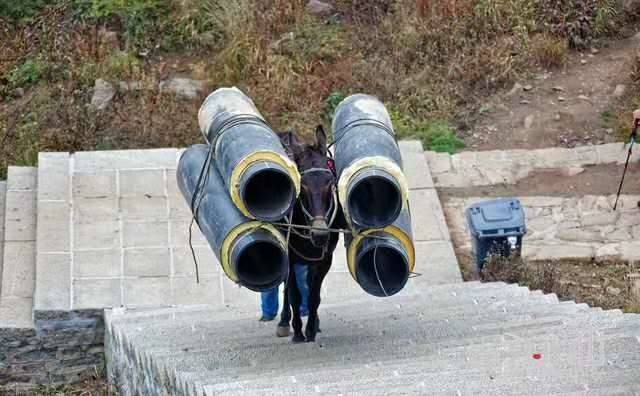 肇庆马帮运输